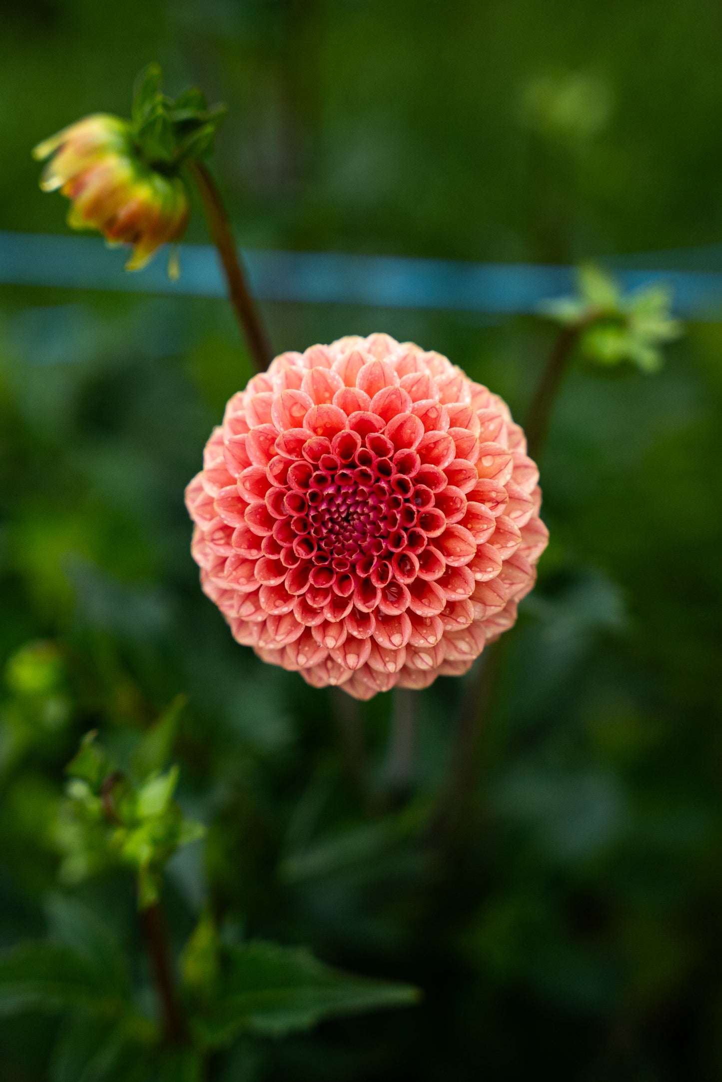 DIM & TRIM IN THE DAHLIAS