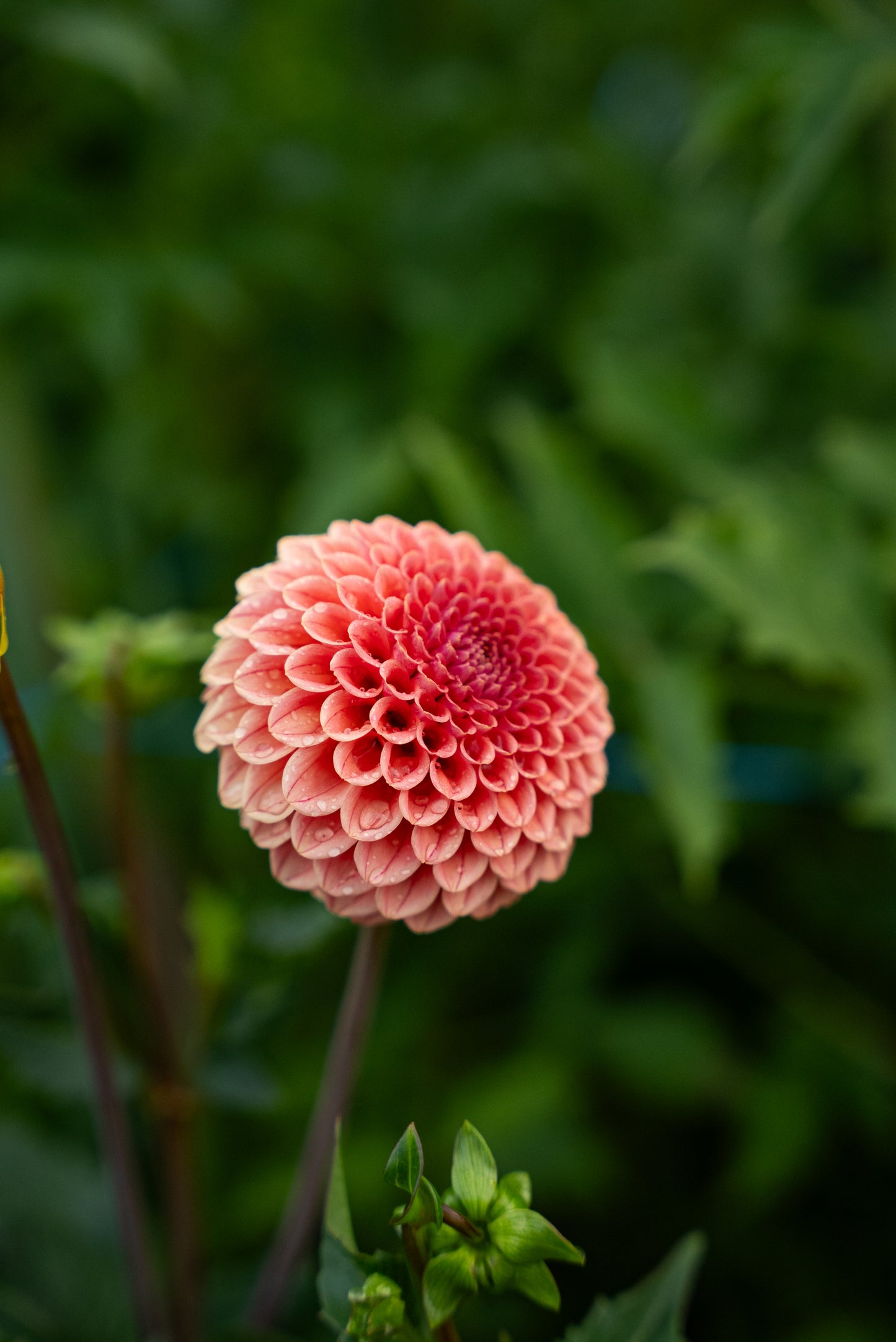 DIM & TRIM IN THE DAHLIAS