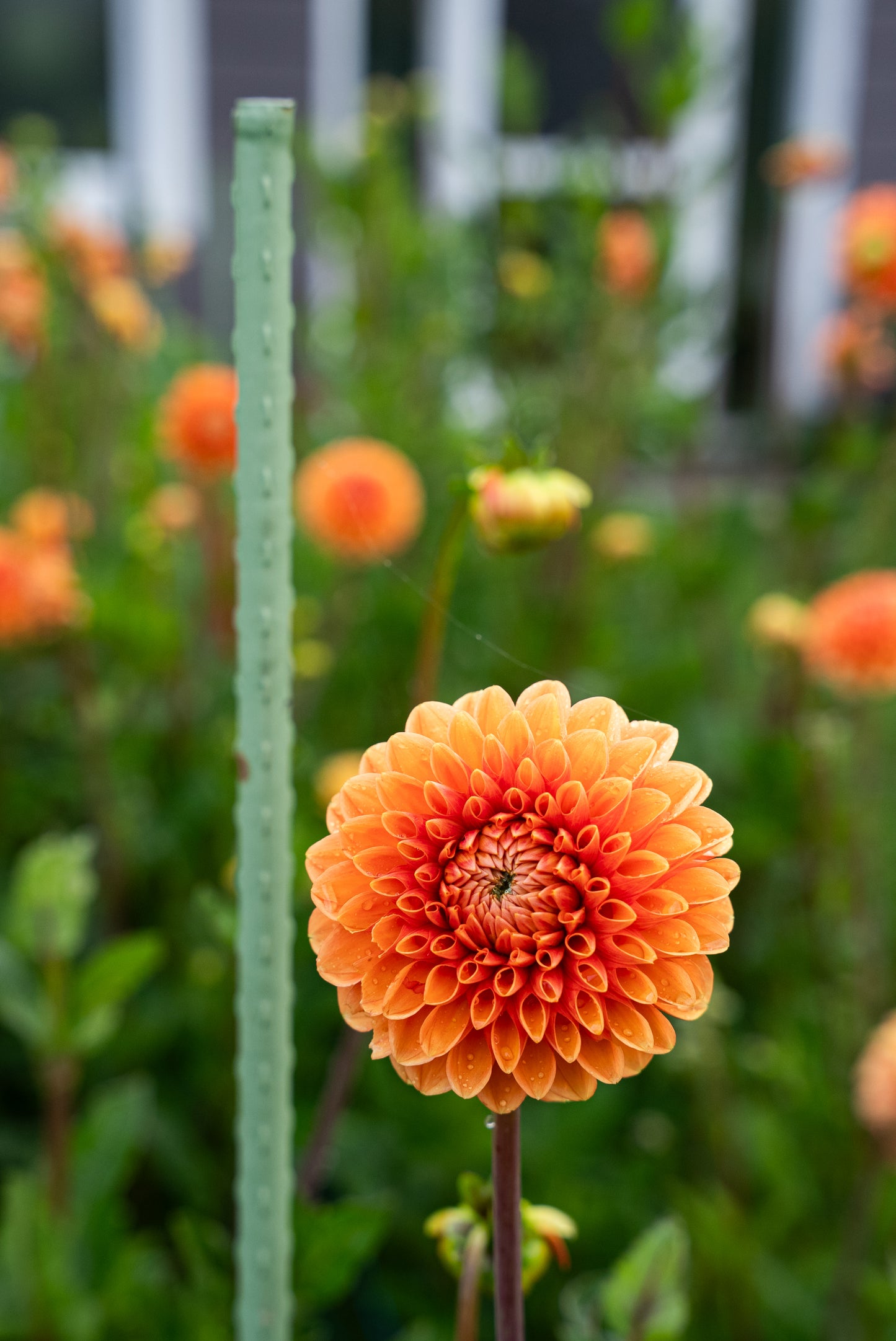 DIM & TRIM IN THE DAHLIAS