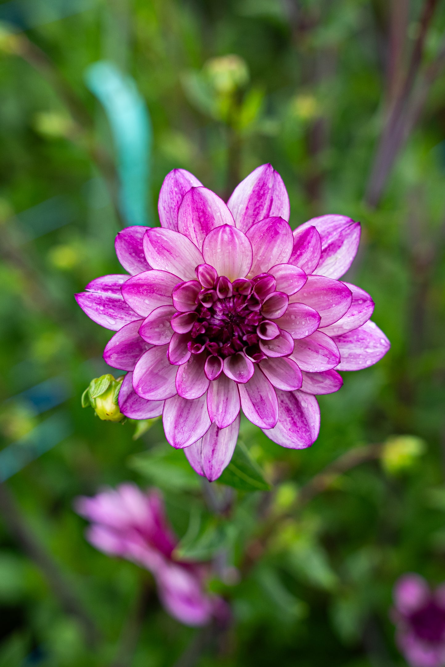 DIM & TRIM IN THE DAHLIAS