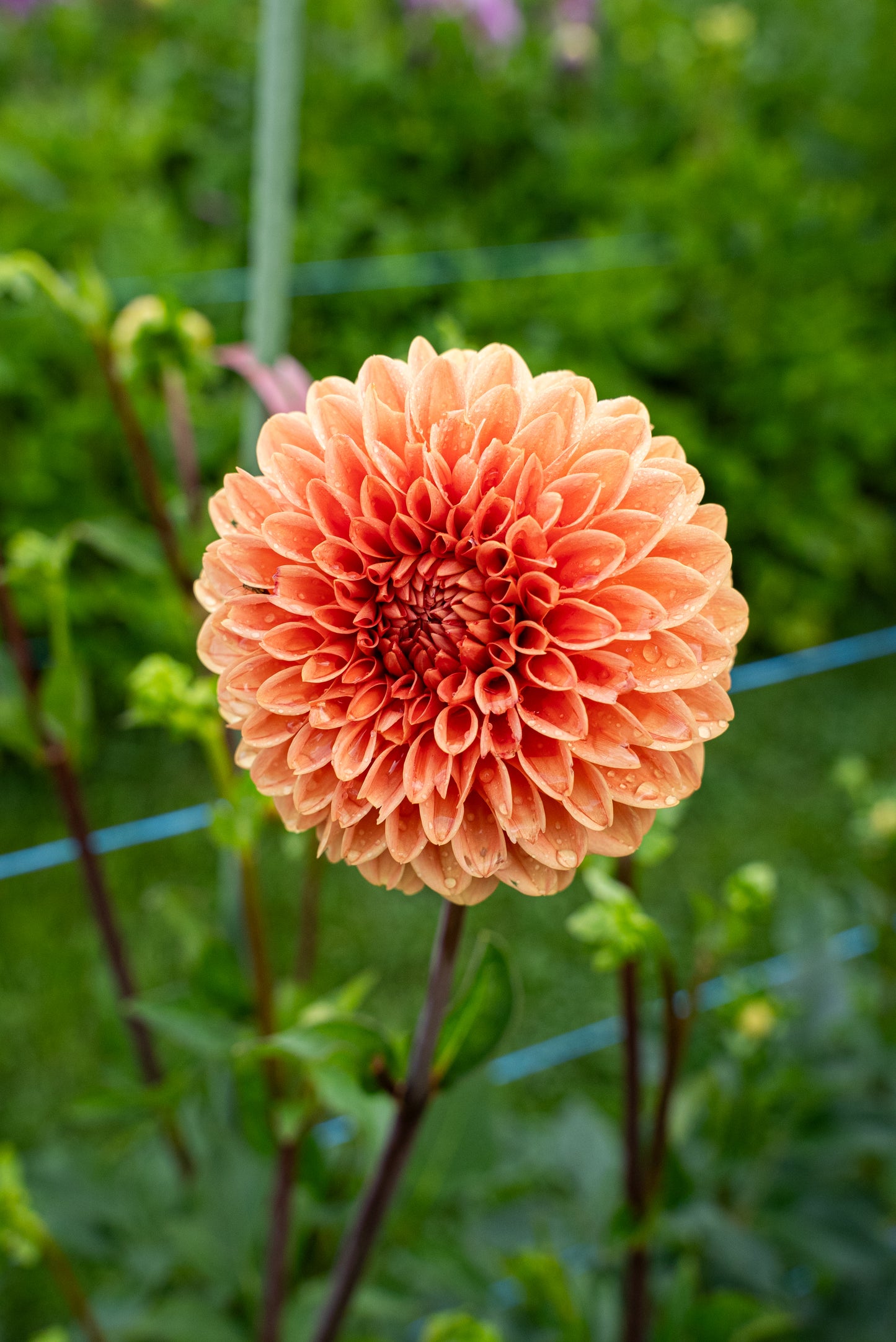 DIM & TRIM IN THE DAHLIAS