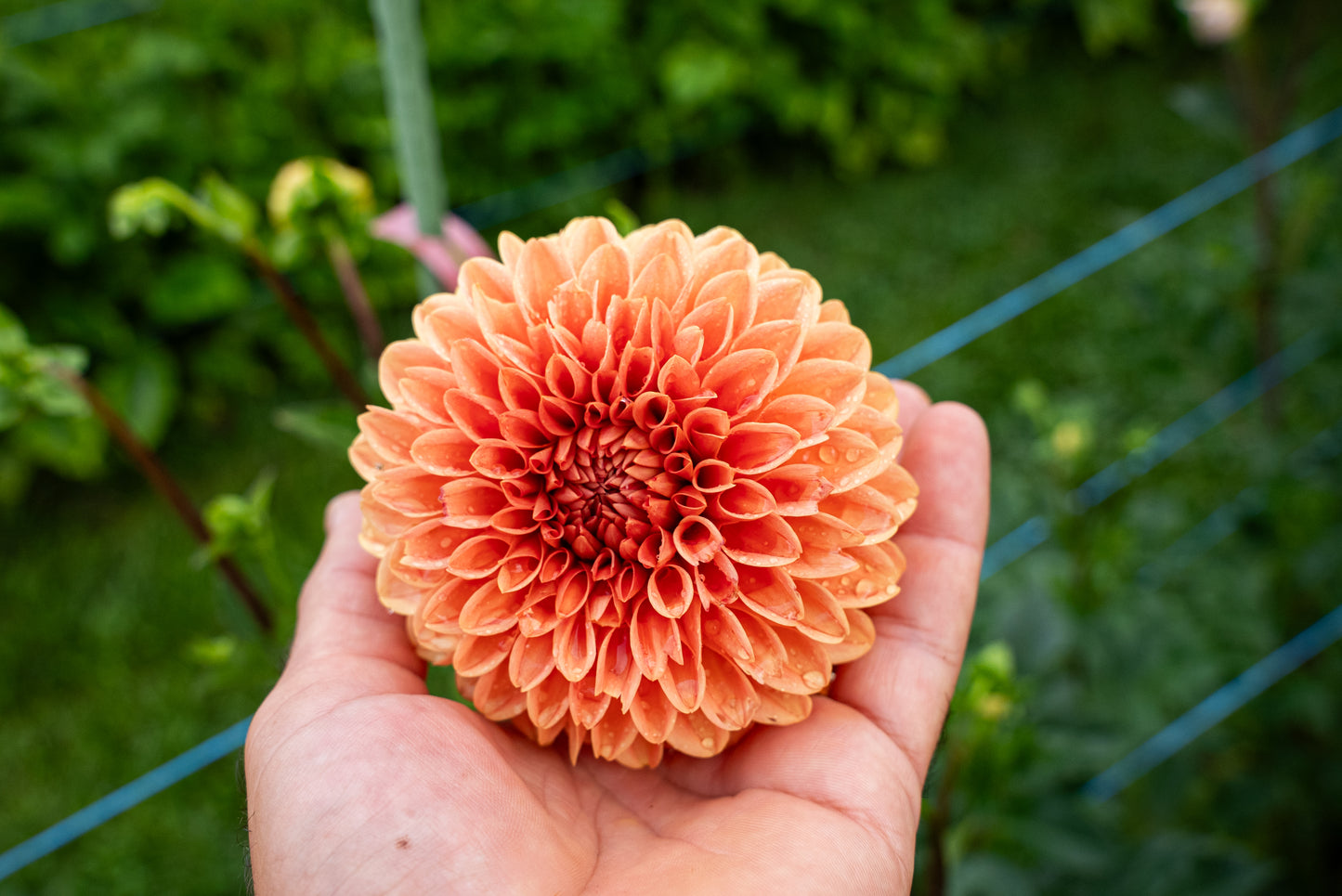 DIM & TRIM IN THE DAHLIAS