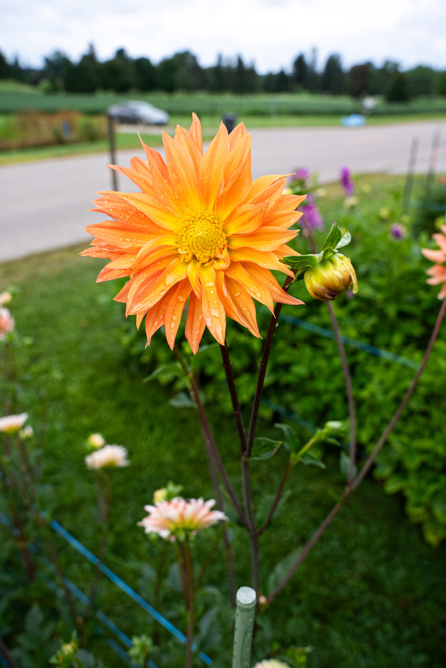 DIM & TRIM IN THE DAHLIAS