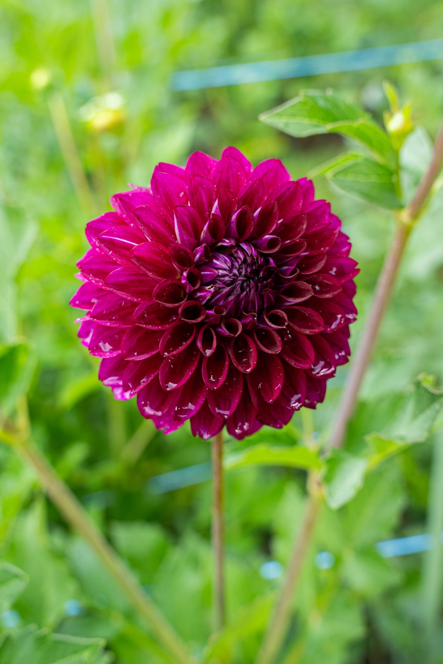 DIM & TRIM IN THE DAHLIAS
