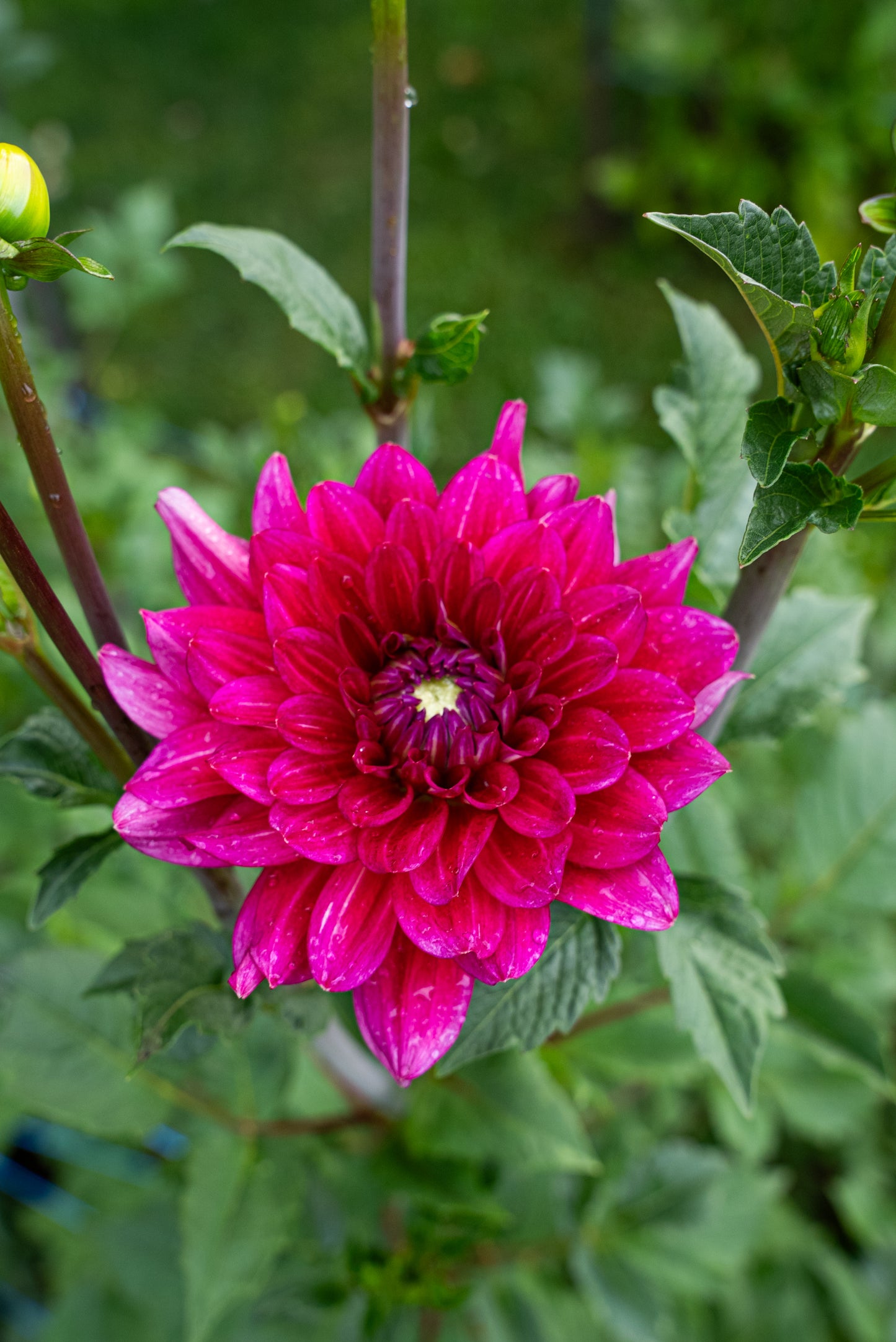 DIM & TRIM IN THE DAHLIAS
