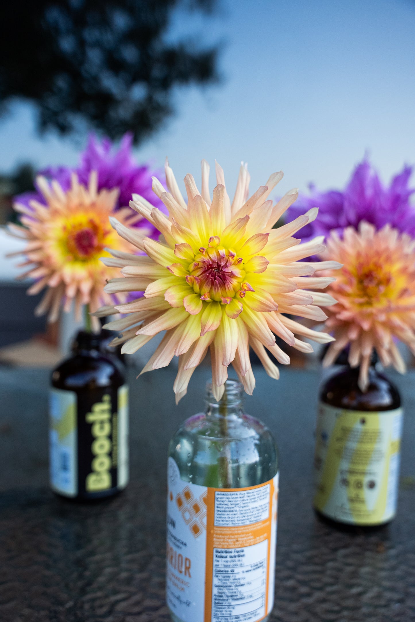 DIM & TRIM IN THE DAHLIAS