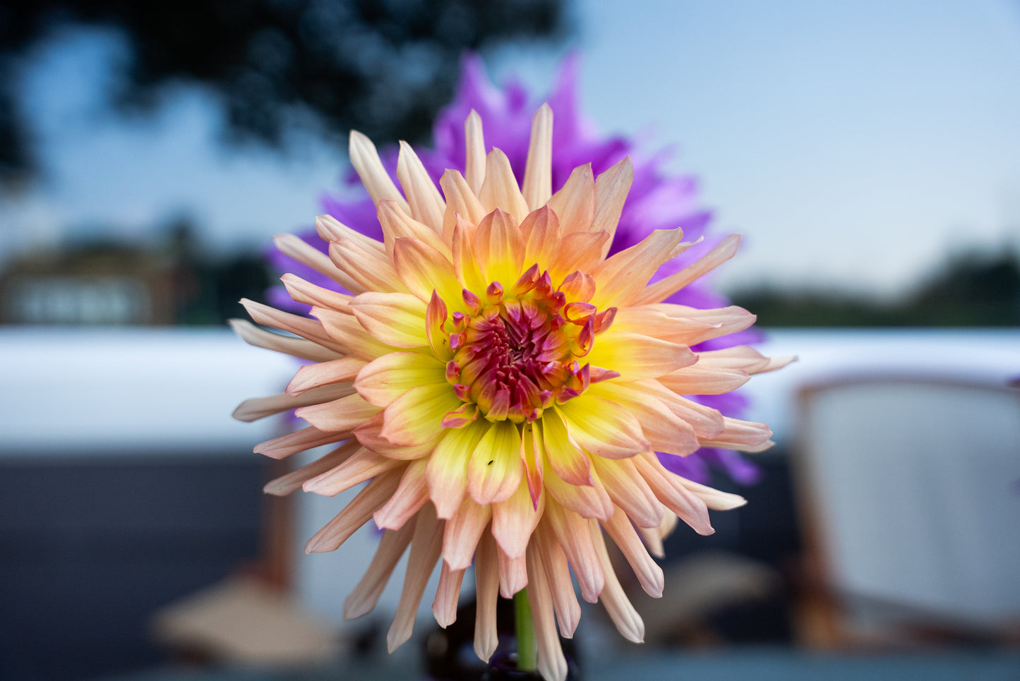 DIM & TRIM IN THE DAHLIAS