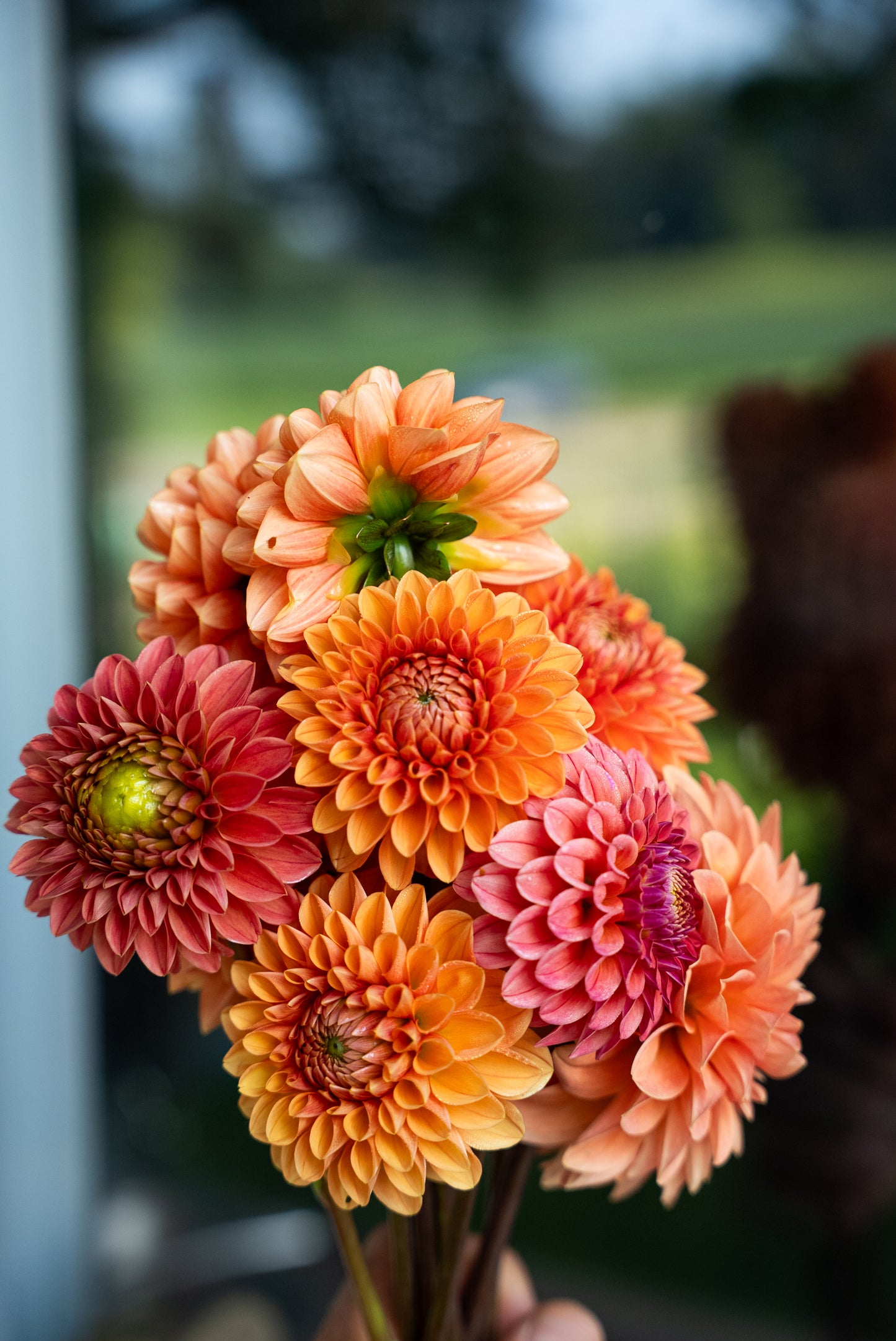 DIM & TRIM IN THE DAHLIAS