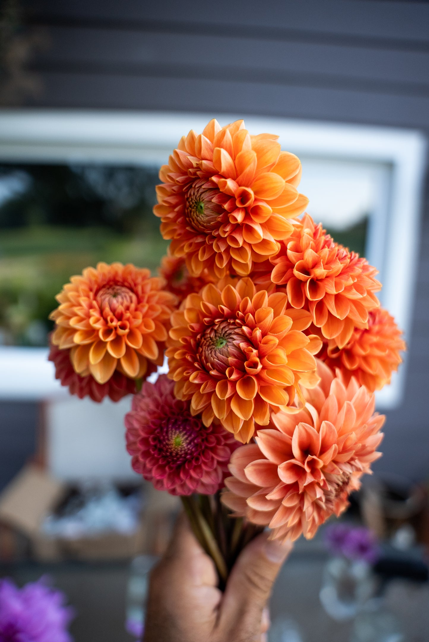 DIM & TRIM IN THE DAHLIAS