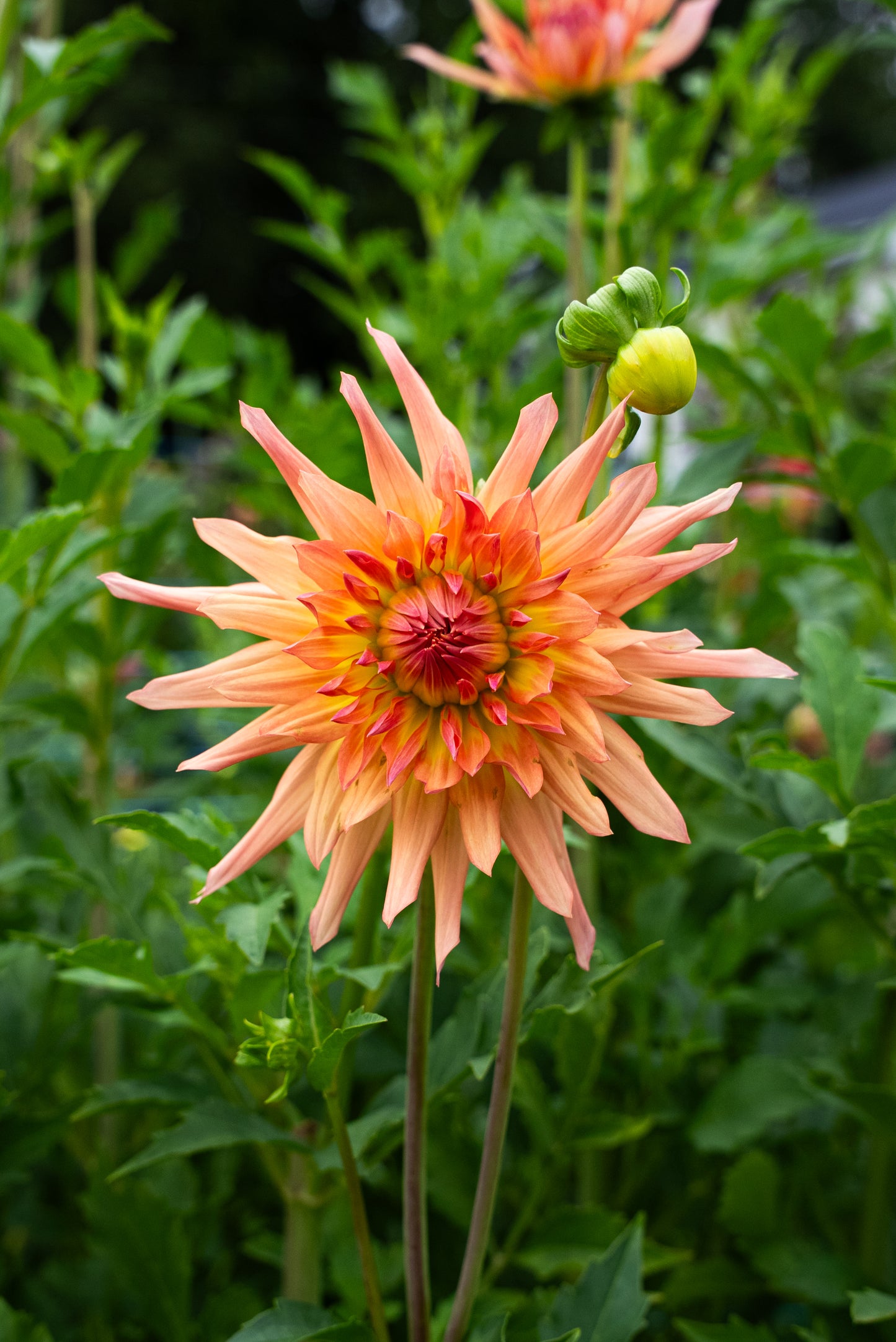 DIM & TRIM IN THE DAHLIAS
