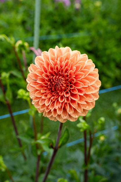 DIM & TRIM IN THE DAHLIAS