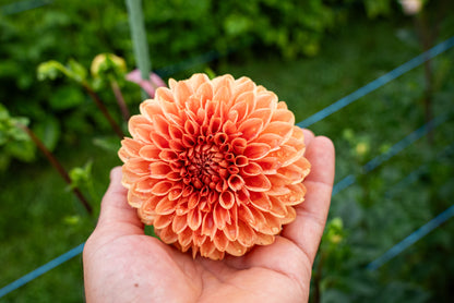 DIM & TRIM IN THE DAHLIAS
