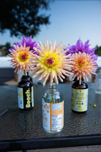 DIM & TRIM IN THE DAHLIAS