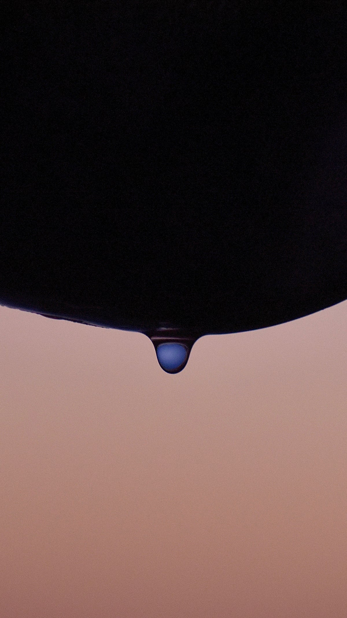 THE CHAMPAGNE PETAL