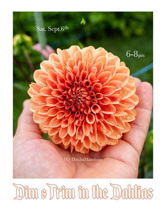 DIM & TRIM IN THE DAHLIAS